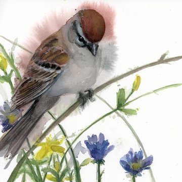 ChirpingSparrow_Watercolor_HollyWach_22012