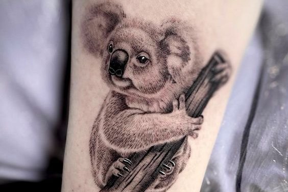 Koala (27)