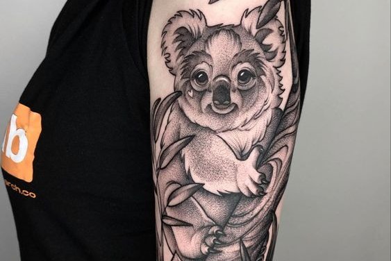 Koala (8)