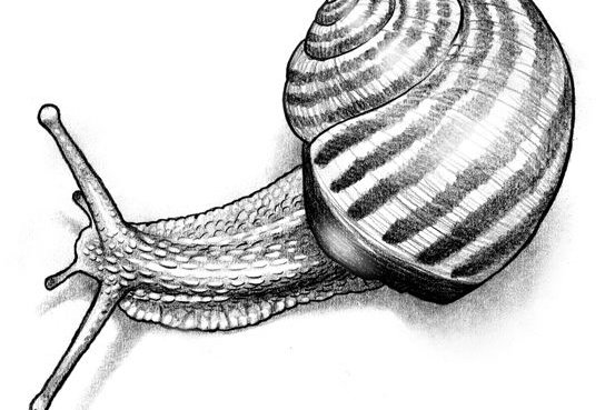 Snail (14)