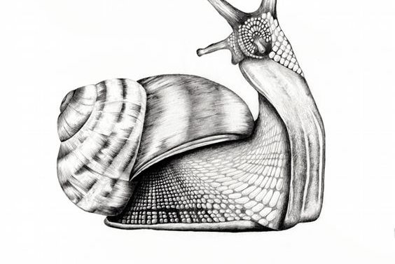 Snail (5)