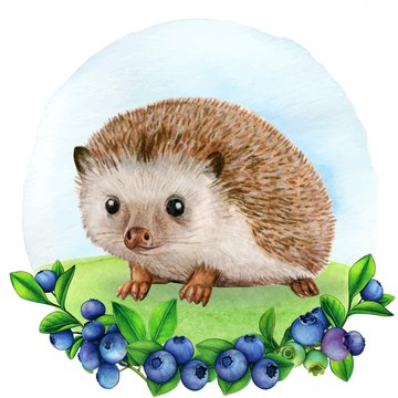 cute-watercolor-hedgehog-illustration_92810-838
