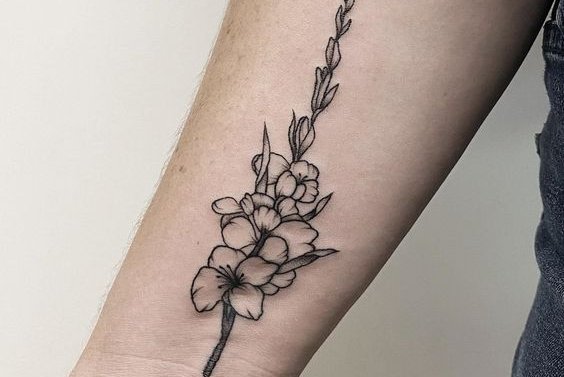 гладиолус (19)