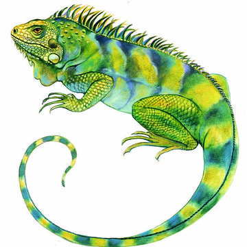 iguana03