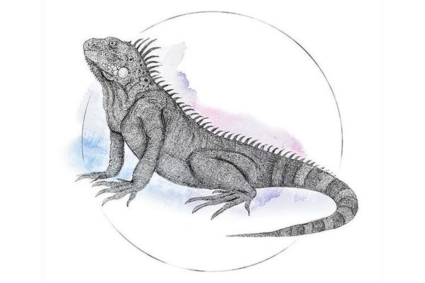 iguana37
