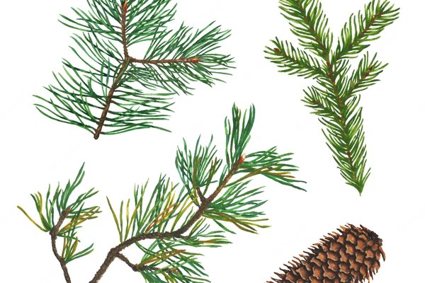 set-spruce-fir-pine-christmas-tree-branches-cone-watercolor-illustrations_159855-43
