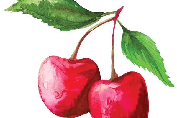 watercolor-cherry-sakura-fruit-illustration-vector