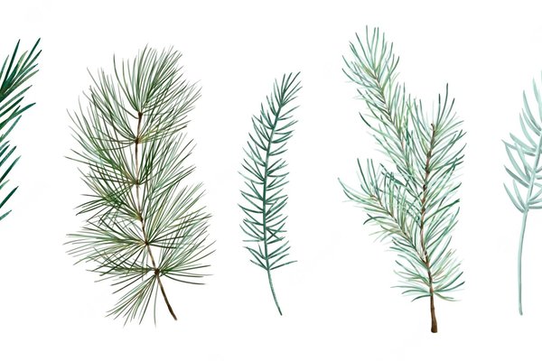 watercolor-winter-greenery-set-blue-green-pine-spruce-branches-white-background_225826-518